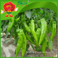 High quality Fresh big green chilli fresh red and green chili